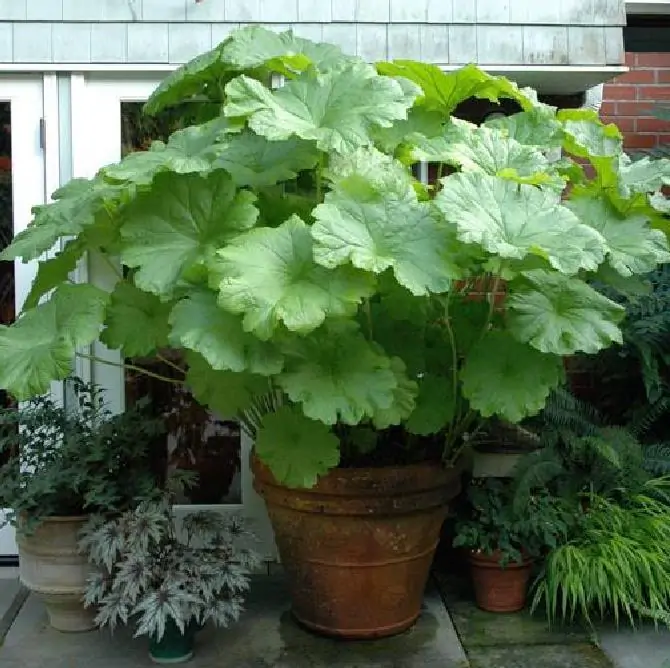 Darmera peltata (Peltiphyllum peltatum) - Planta Guarda-Chuva, Ruibarbo Indiano,Umbrella Plant, Indian Rhubarb - Imagem 6