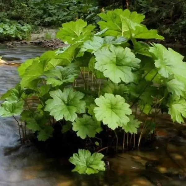 Darmera peltata (Peltiphyllum peltatum) - Planta Guarda-Chuva, Ruibarbo Indiano,Umbrella Plant, Indian Rhubarb - Imagem 7