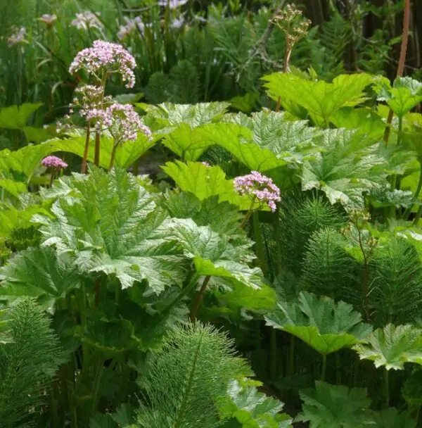 Darmera peltata (Peltiphyllum peltatum) - Planta Guarda-Chuva, Ruibarbo Indiano,Umbrella Plant, Indian Rhubarb - Imagem 8