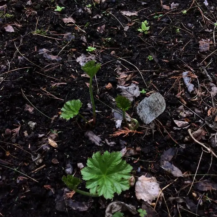 Darmera peltata (Peltiphyllum peltatum) - Planta Guarda-Chuva, Ruibarbo Indiano,Umbrella Plant, Indian Rhubarb - Imagem 10