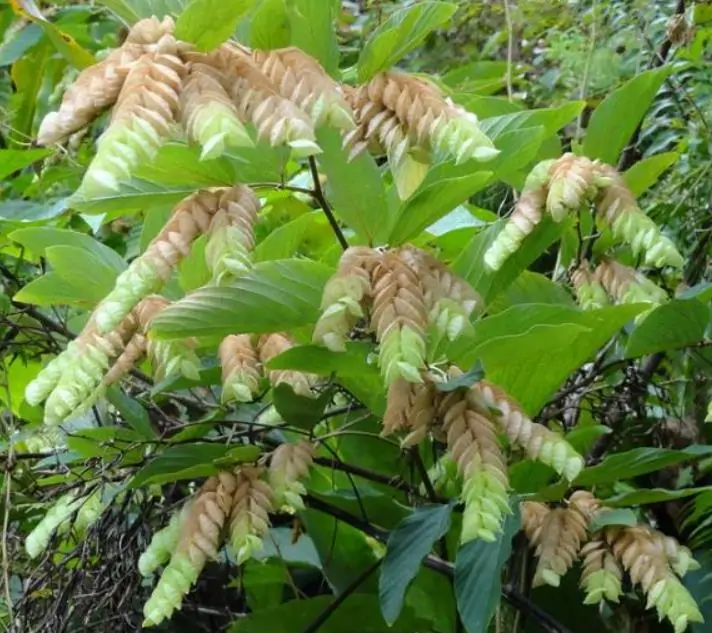 Flemingia strobilifera - Lúpulo Selvagem, Wild Hops, Planta da Sorte, Luck Plant, Panapanarahan