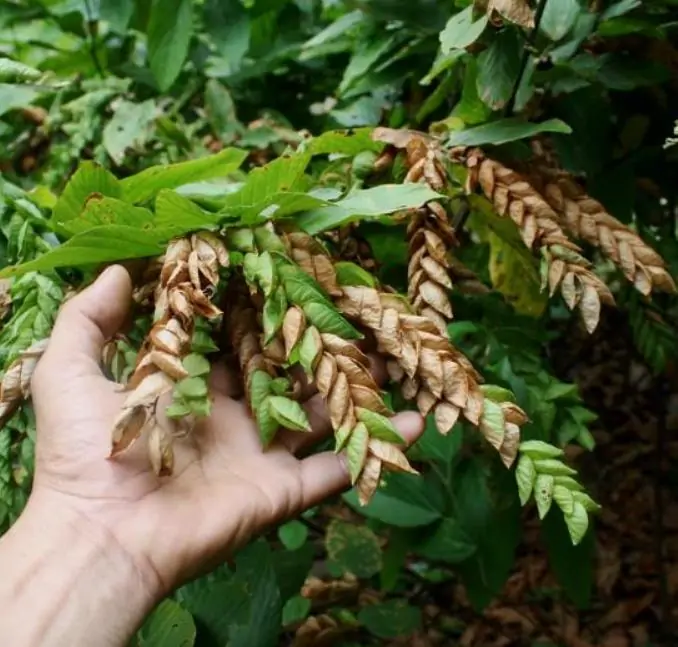 Flemingia strobilifera - Lúpulo Selvagem, Wild Hops, Planta da Sorte, Luck Plant, Panapanarahan - Imagem 2