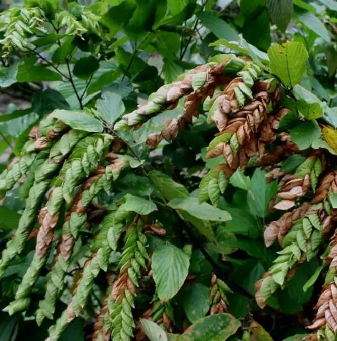 Flemingia strobilifera - Lúpulo Selvagem, Wild Hops, Planta da Sorte, Luck Plant, Panapanarahan - Imagem 3