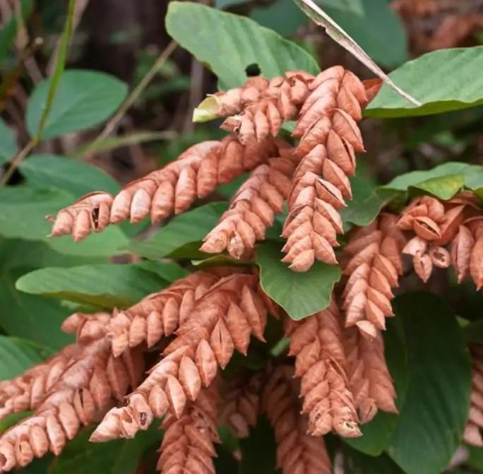 Flemingia strobilifera - Lúpulo Selvagem, Wild Hops, Planta da Sorte, Luck Plant, Panapanarahan - Imagem 4