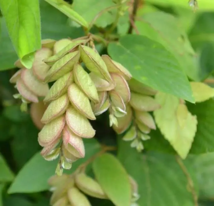 Flemingia strobilifera - Lúpulo Selvagem, Wild Hops, Planta da Sorte, Luck Plant, Panapanarahan - Imagem 5