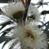 Eucalyptus globulus Ssp Globulus - Eucalipto Globulus, Eucalipto Medicinal - Image 3
