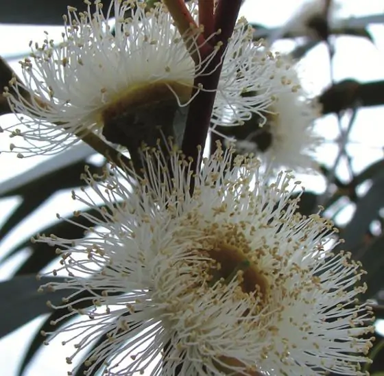 Eucalyptus globulus Ssp Globulus - Eucalipto Globulus, Eucalipto Medicinal - Image 3