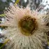 Eucalyptus globulus Ssp Globulus - Eucalipto Globulus, Eucalipto Medicinal - Image 4