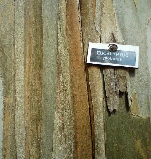 Eucalyptus globulus Ssp Globulus - Eucalipto Globulus, Eucalipto Medicinal - Image 6