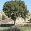Juniperus thurifera - Zimbro Espanhol, Cedro da Espanha, Junipero Espanhol, Sabina Albar