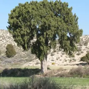 Juniperus thurifera - Zimbro Espanhol, Cedro da Espanha, Junipero Espanhol, Sabina Albar