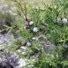 Juniperus thurifera - Zimbro Espanhol, Cedro da Espanha, Junipero Espanhol, Sabina Albar - Image 2