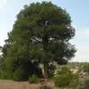 Juniperus thurifera - Zimbro Espanhol, Cedro da Espanha, Junipero Espanhol, Sabina Albar - Image 3