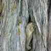 Juniperus thurifera - Zimbro Espanhol, Cedro da Espanha, Junipero Espanhol, Sabina Albar - Image 4