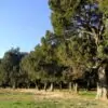 Juniperus thurifera - Zimbro Espanhol, Cedro da Espanha, Junipero Espanhol, Sabina Albar - Image 5