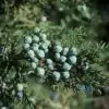 Juniperus thurifera - Zimbro Espanhol, Cedro da Espanha, Junipero Espanhol, Sabina Albar - Image 6