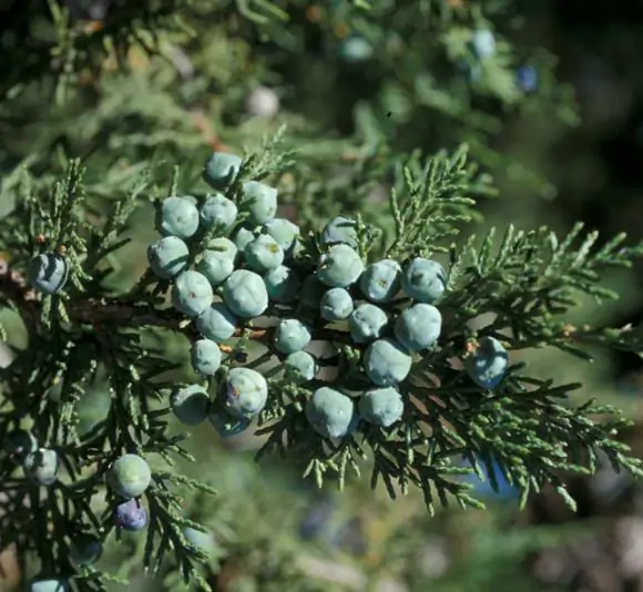 Juniperus thurifera - Zimbro Espanhol, Cedro da Espanha, Junipero Espanhol, Sabina Albar - Image 6