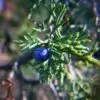 Juniperus thurifera - Zimbro Espanhol, Cedro da Espanha, Junipero Espanhol, Sabina Albar - Image 7
