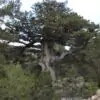 Juniperus thurifera - Zimbro Espanhol, Cedro da Espanha, Junipero Espanhol, Sabina Albar - Image 8