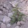 Juniperus thurifera - Zimbro Espanhol, Cedro da Espanha, Junipero Espanhol, Sabina Albar - Image 10
