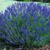 Lavandula Angustifolia Blue River - Lavanda Inglesa Rio Azul, Lavanda Inglesa Blue River, Alfazema
