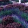 Lavandula Angustifolia Blue River - Lavanda Inglesa Rio Azul, Lavanda Inglesa Blue River, Alfazema - Image 2