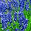 Lavandula Angustifolia Blue River - Lavanda Inglesa Rio Azul, Lavanda Inglesa Blue River, Alfazema - Image 3