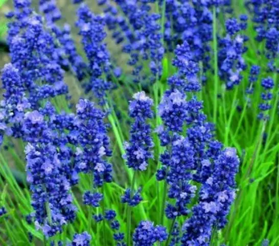 Lavandula Angustifolia Blue River - Lavanda Inglesa Rio Azul, Lavanda Inglesa Blue River, Alfazema - Image 3