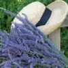 Lavandula Angustifolia Blue River - Lavanda Inglesa Rio Azul, Lavanda Inglesa Blue River, Alfazema - Image 4