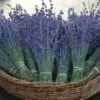 Lavandula Angustifolia Blue River - Lavanda Inglesa Rio Azul, Lavanda Inglesa Blue River, Alfazema - Image 5