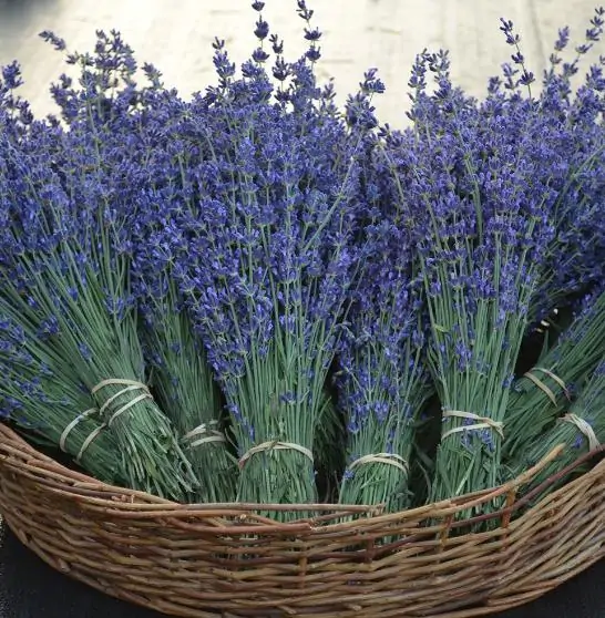 Lavandula Angustifolia Blue River - Lavanda Inglesa Rio Azul, Lavanda Inglesa Blue River, Alfazema - Image 5