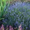 Lavandula Angustifolia Blue River - Lavanda Inglesa Rio Azul, Lavanda Inglesa Blue River, Alfazema - Image 6