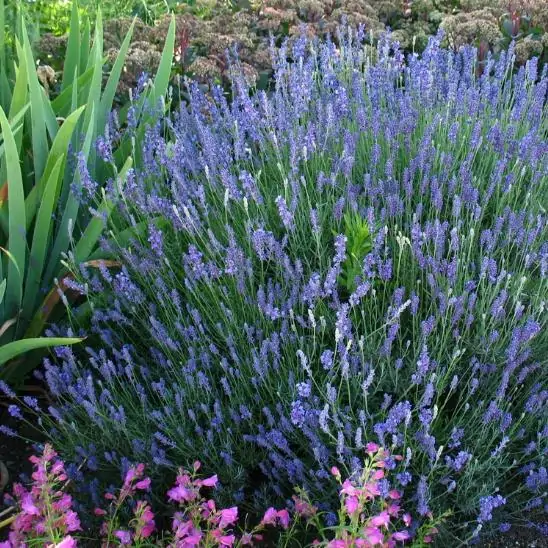 Lavandula Angustifolia Blue River - Lavanda Inglesa Rio Azul, Lavanda Inglesa Blue River, Alfazema - Image 6