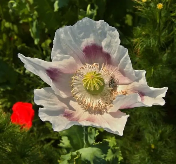 Papaver somniferum - Dormideira, Papoula Dormideira - Image 2