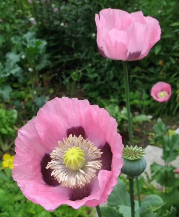 Papaver somniferum - Dormideira, Papoula Dormideira - Image 3