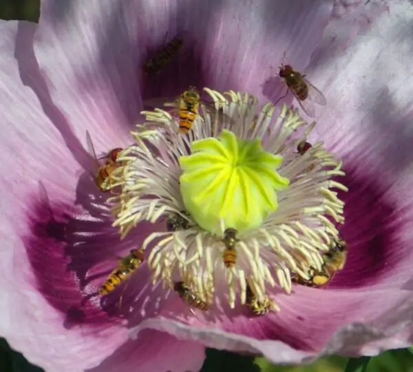 Papaver somniferum - Dormideira, Papoula Dormideira - Image 4
