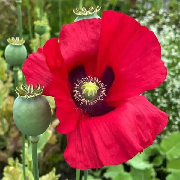 Papaver somniferum - Dormideira, Papoula Dormideira - Image 5