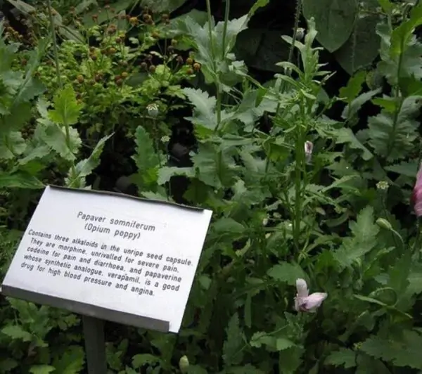 Papaver somniferum - Dormideira, Papoula Dormideira - Image 6