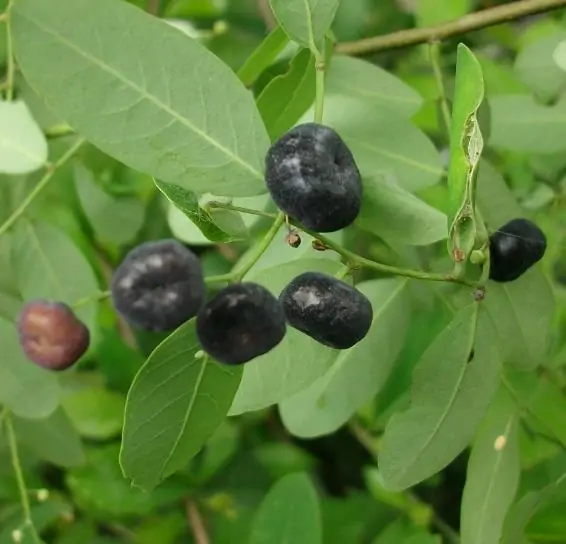 Phyllanthus reticulatus (Kirganelia reticulata) - Groselha da África, Planta da Batata Assada, Arbusto Batata Assada, Roast Potato