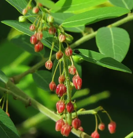 Phyllanthus reticulatus (Kirganelia reticulata) - Groselha da África, Planta da Batata Assada, Arbusto Batata Assada, Roast Potato - Imagem 2