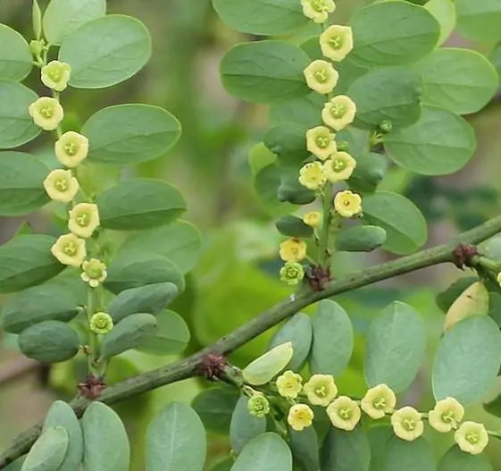 Phyllanthus reticulatus (Kirganelia reticulata) - Groselha da África, Planta da Batata Assada, Arbusto Batata Assada, Roast Potato - Imagem 4