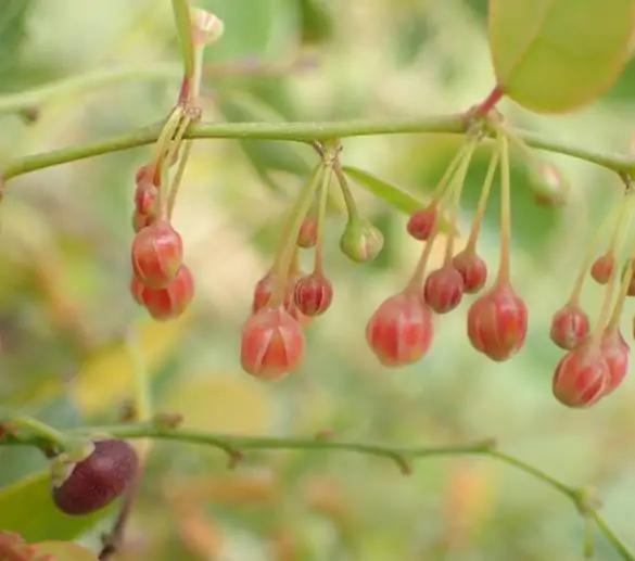 Phyllanthus reticulatus (Kirganelia reticulata) - Groselha da África, Planta da Batata Assada, Arbusto Batata Assada, Roast Potato - Imagem 6