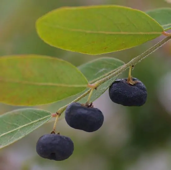 Phyllanthus reticulatus (Kirganelia reticulata) - Groselha da África, Planta da Batata Assada, Arbusto Batata Assada, Roast Potato - Imagem 7