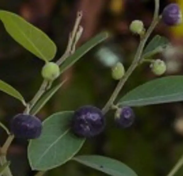 Phyllanthus reticulatus (Kirganelia reticulata) - Groselha da África, Planta da Batata Assada, Arbusto Batata Assada, Roast Potato - Imagem 8