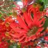 Stenocarpus sinuatus - Árvore Roda de Fogo, Árvore do Rotary, Firewheel Tree