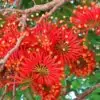 Stenocarpus sinuatus - Árvore Roda de Fogo, Árvore do Rotary, Firewheel Tree - Image 2