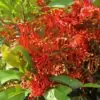 Stenocarpus sinuatus - Árvore Roda de Fogo, Árvore do Rotary, Firewheel Tree - Image 3