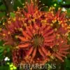 Stenocarpus sinuatus - Árvore Roda de Fogo, Árvore do Rotary, Firewheel Tree - Image 5
