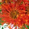 Stenocarpus sinuatus - Árvore Roda de Fogo, Árvore do Rotary, Firewheel Tree - Image 6