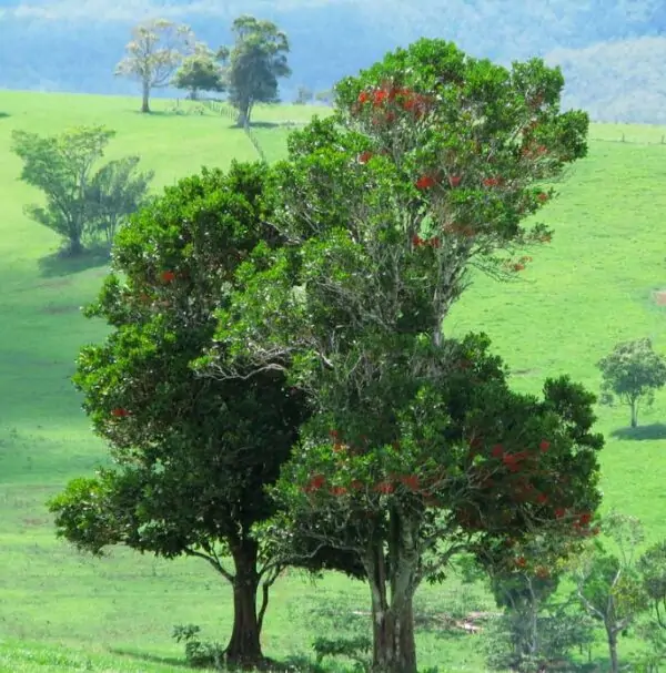 Stenocarpus sinuatus - Árvore Roda de Fogo, Árvore do Rotary, Firewheel Tree - Image 7